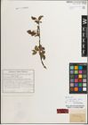Foto von Salix myrsinifolia Salisb.